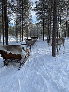 Lapland